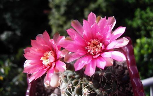 緋花玉怎么養(yǎng)殖？緋花玉的簡(jiǎn)介