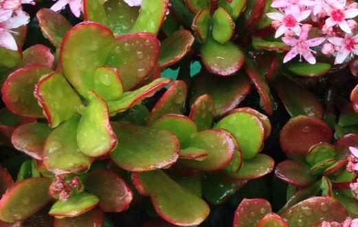 翡翠木怎么養殖？翡翠木有什么特征？