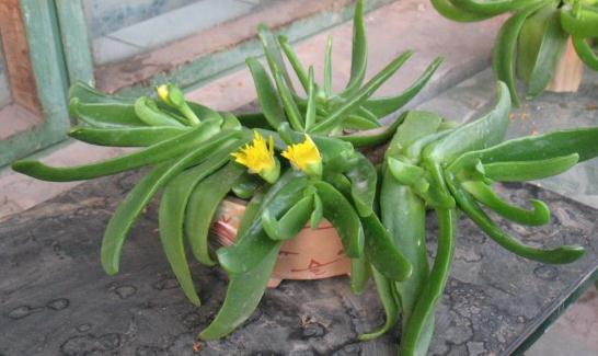 佛手掌是什么?佛手掌的養(yǎng)殖方法