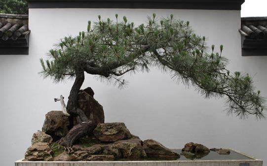 黑松的養殖方法-黑松是怎樣的？