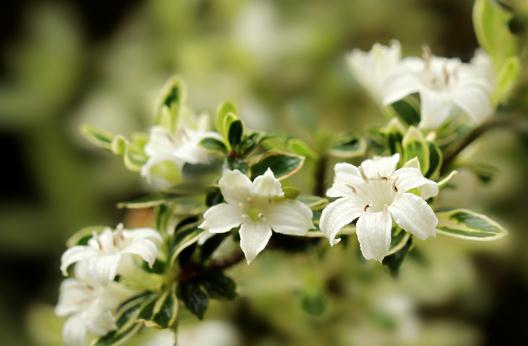 六月雪的養(yǎng)殖方法-六月雪是什么?