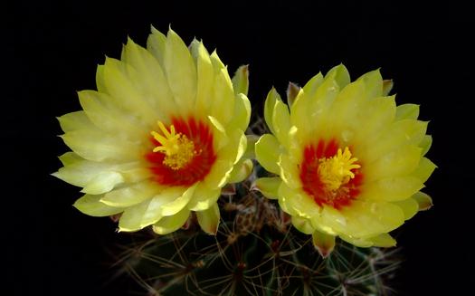 龍王球的養殖方法-龍王球是什么?