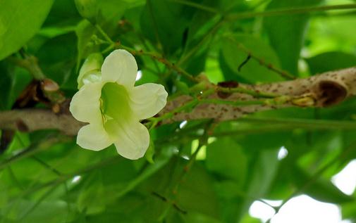 綠寶的養殖方法及注意事項-綠寶是什么?