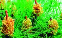 馬尾松的養(yǎng)殖方法-馬尾松是什么？