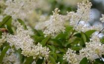 女貞的養殖方法-女貞的簡介