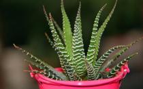 十二卷怎么養殖？養十二卷的注意事項