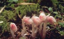 水晶蘭怎么養殖？水晶蘭的簡介