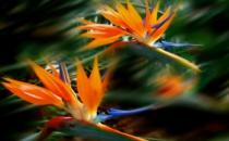 天堂鳥花的養殖方法-天堂鳥花簡介