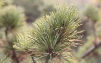 五針松的養(yǎng)殖方法-五針松是什么？