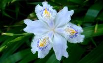 鳶尾的介紹-鳶尾對家居環境的影響