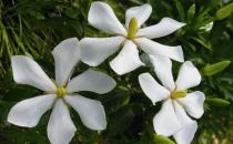 梔子花是什么？梔子花的養(yǎng)護(hù)方法