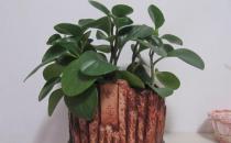 豆瓣綠的養(yǎng)殖方法-豆瓣綠是什么？