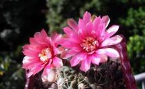 緋花玉怎么養殖？緋花玉的簡介