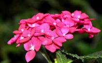 虎刺梅的養(yǎng)殖方法及注意事項