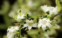 六月雪的養殖方法-六月雪是什么？