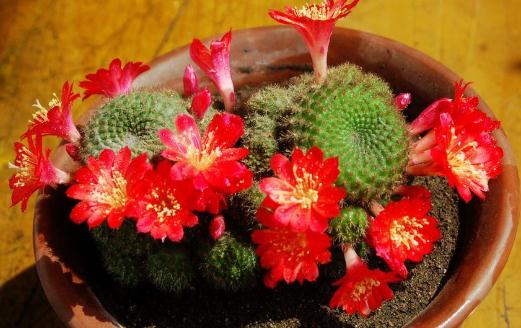 子孫球的養殖方法-子孫球是什么?