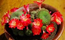 子孫球的養殖方法-子孫球是什么？