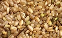 低卡主食減肥 營養又飽腹