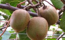 女人瘦腿吃什么好？具有瘦腿的效果的食物推薦