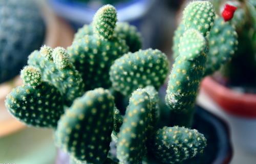 電腦一族必知 辦公室適宜養哪些植物