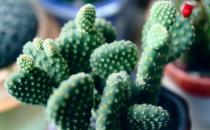 電腦一族必知 辦公室適宜養哪些植物