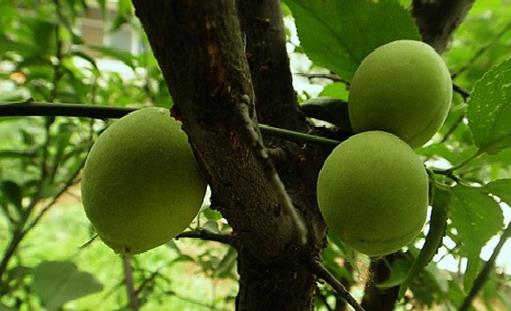 梅子有什么營養價值與食療作用