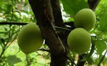 梅子有什么營養價值與食療作用