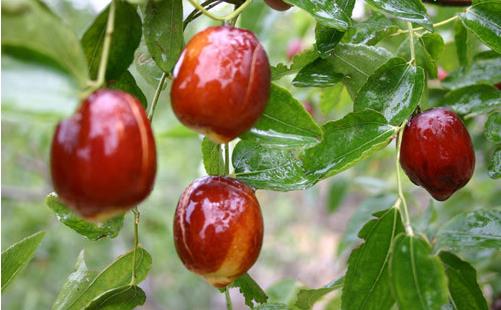 電腦族易傷眼 護眼先要保肝