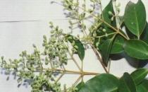 榿木的清潔保養方法-榿木如何鑒別？