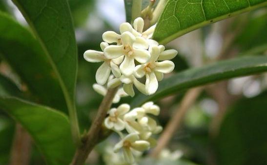 空氣污染讓國民依賴凈化器