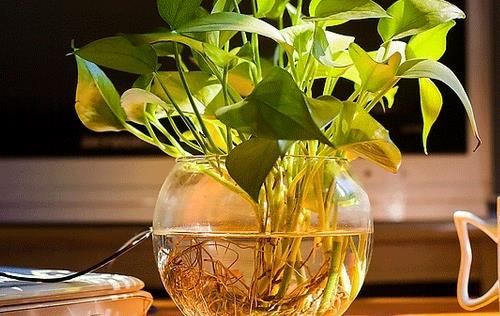 白領(lǐng)保健 辦公室放些植物里多