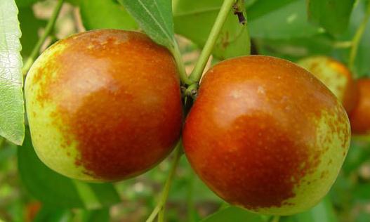 甜棗購買要決:一看二摸三要嘗