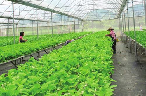 冬天農民職業病高發 八成人知“累”不知病