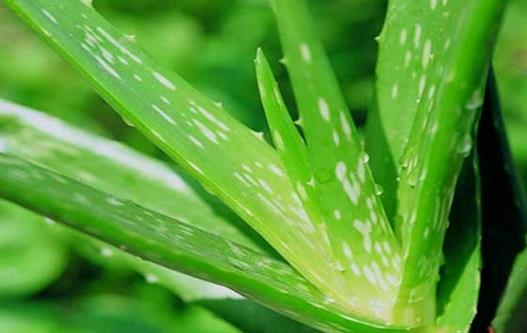 蘆薈能預防脫發 盤點蘆薈的功效