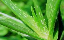 蘆薈能預防脫發 盤點蘆薈的功效