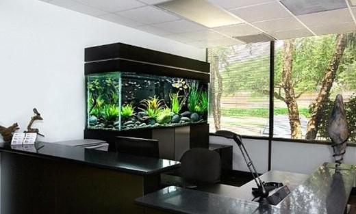 魚缸的擺放方位-魚缸怎么擺放?