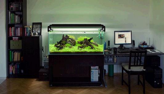 魚缸的風水宜忌-家居魚缸有什么禁忌?