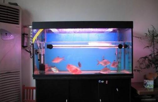 魚缸與家居運勢有什么關系?