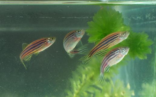 斑馬魚的品種介紹-斑馬魚怎么樣?