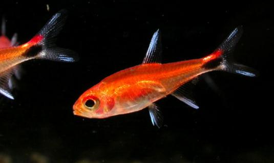 燈魚的品種介紹-燈魚怎么樣?