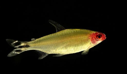 紅鼻剪刀怎么樣？紅鼻剪刀是什么魚？