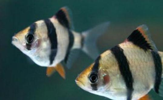 虎皮魚的魚缸怎么擺放？虎皮魚的風(fēng)水學(xué)應(yīng)用