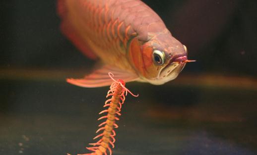 龍魚如何養(yǎng)護(hù)?龍魚是什么?