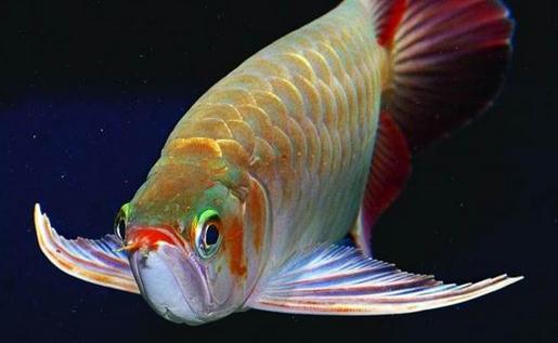 龍魚的風水學應用有哪些?