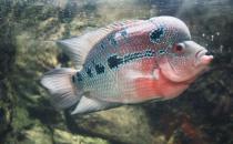 羅漢魚(yú)的風(fēng)水學(xué)應(yīng)用有哪些？