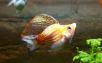 瑪麗魚的品種介紹-瑪麗魚怎么樣？