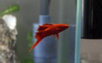 紅箭魚的品種介紹-紅箭魚怎么樣？