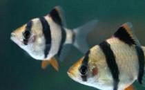 虎皮魚的魚缸怎么擺放？虎皮魚的風水學應用