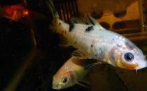 錦鯉魚的基本介紹-錦鯉魚如何養(yǎng)護？