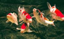 錦鯉魚的風水學應用有哪些？